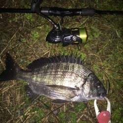 チヌが釣れました